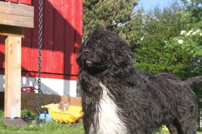 Portugisisk vannhund❤️